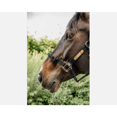 Capastru De Control Kentucky 