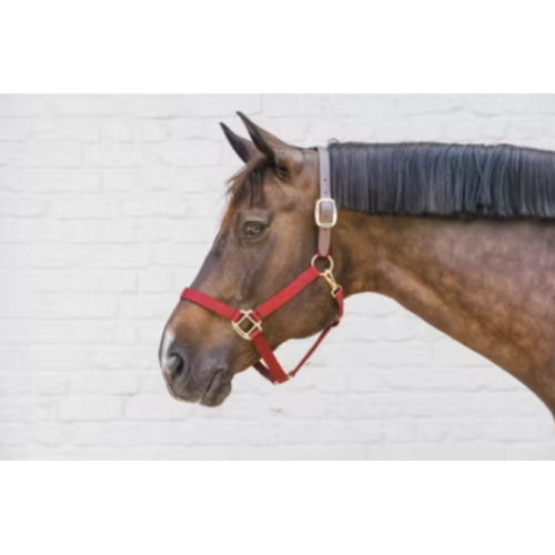 Capastru Din Nylon Kentucky 