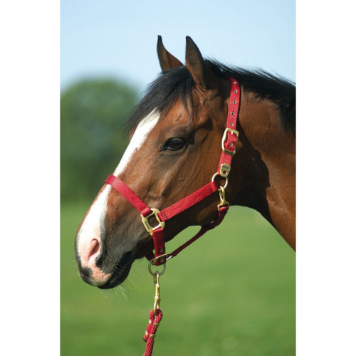 Capastru din nailon Equitheme 